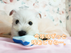 今日は十五夜です☆☆☆